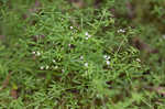 Bluntleaf bedstraw